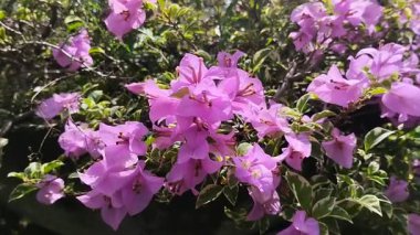 Mor bougainvillea çiçekleri sabah çiçek açar, saksılara ekilir.
