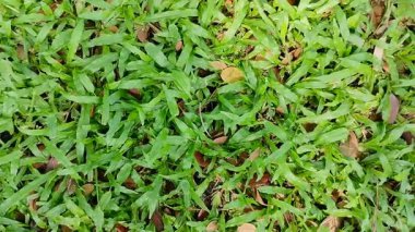Bahçe otu. Doku etkisi. çimen dokusu.