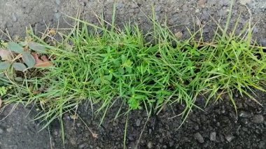 Kaldırım taşlarında büyüyen kil çimenler