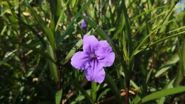 Kencana ungu ya da mor kencana (Ruellia angustifolia)