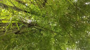 Kalın bambu yaprakları. Bambu yapraklarının faydaları sağlık, güzellik ve tarım gibi çok çeşitlidir..