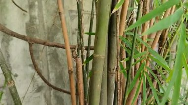 Bambu bitkileri. Bambu, insan hayatı ve çevre için çeşitli yönlerden büyük bir katkı sağlıyor..