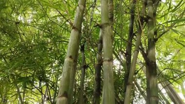 Bambu bitkileri. Bambu, insan hayatı ve çevre için çeşitli yönlerden büyük bir katkı sağlıyor..