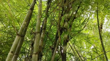 Kalın bambu yaprakları. Bambu yapraklarının faydaları sağlık, güzellik ve tarım gibi çok çeşitlidir..