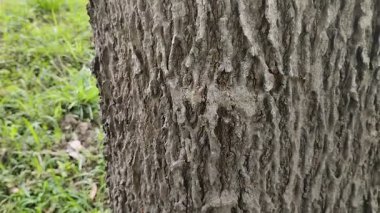 kaba desenli ağaç kabuğu. Doğal arka plan. doku efekti