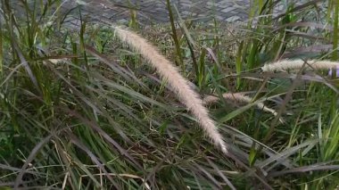 Cenchrus pedicellatus veya desho grass veya Deenanath Grass. Bu ot zararlı bir şekilde yayılan ve çevredeki ekosisteme zarar veren bir ot olarak sınıflandırılmıştır..