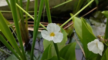 Meksika kılıç fabrikası (Echinodorus palaefolius) çiçekleri sabah güzel açar