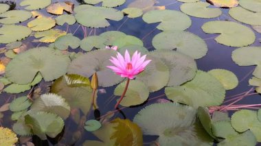 Göldeki güzel çiçek açan Nymphaea Rubra. Bu nilüfer Sri Lanka, kuzeydoğu Hindistan ve batı ve orta Malezya 'ya özgüdür..
