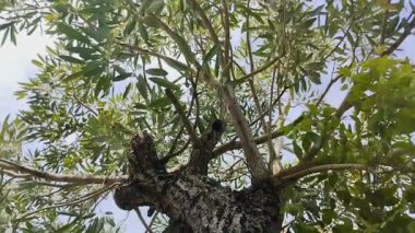 Sarı tabebuya ağacı veya altın trompet ağacı (Handroanthus chrysotrichus) parlak mavi gökyüzü arka planına sahiptir.