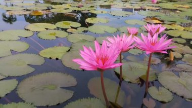 Göldeki güzel çiçek açan Nymphaea Rubra. Bu nilüfer Sri Lanka, kuzeydoğu Hindistan ve batı ve orta Malezya 'ya özgüdür..