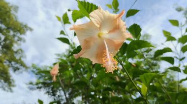 turuncu amber çiçekleri sabahları güzel açar.