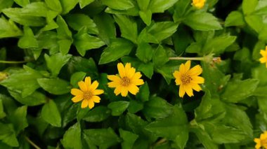 Wedelia çingenesi ya da çiçek açmış Sphagneticola takvimi. Bu bitki, geleneksel tıpta iltihap tedavisinde kullanılan bir maddedir..