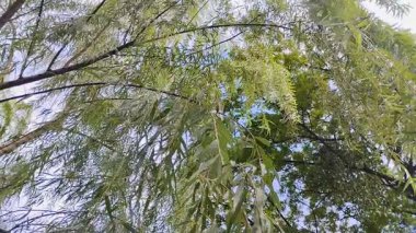 Salix Bablonica bitkisi ya da ağlayan söğüt ağacı ya da yemyeşil yaprakları olan Babil söğütü