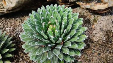 Agave victoriae-reginae veya Kraliçe Victoria agave veya Royal agave veya Agave veya Asparagaceae, evin önündeki kaya bahçesinde.