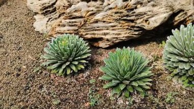 Agave victoriae-reginae veya Kraliçe Victoria agave veya Royal agave veya Agave veya Asparagaceae, evin önündeki kaya bahçesinde.