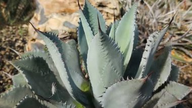 Güzel huachuca agave (Agave parryi var. Huachucensis (huachucensis), bir süs olarak bahçede..