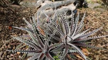 Güzel Dyckia fosteriana kaya bahçesinde