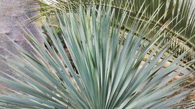Yucca rostrata ayrıca gagalı yukka ya da bahçedeki Big Bend yukka olarak da bilinir..