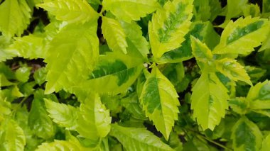 Peperomi, ay bitkisi ya da bahçede fare kulağı bitkisi