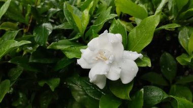 Gardenya ya da Cape Jasmine çiçekleri yağmur damlalarıyla güzel çiçek açar.