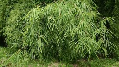 Kalın bambu yaprakları. Bambu yapraklarının faydaları sağlık, güzellik ve tarım gibi çok çeşitlidir..