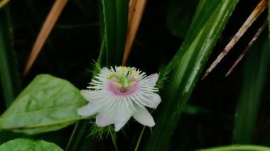 Bahçede çiçek açan Passiflora Foetida