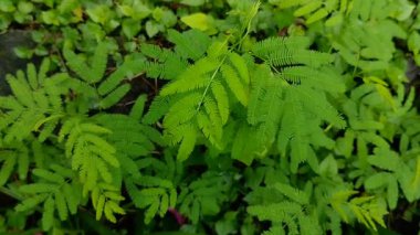 Mimosa pudica bitkisi yaprakları. Mimosa pudica yaprakları ve kökleri genellikle geleneksel tıpta sindirim problemleri, ağrı, iltihap ve uykusuzluğu azaltmak için kullanılır..