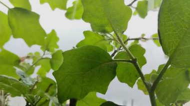 Bitkiler gün boyunca yağmur suyuna maruz kaldılar. iklim değişikliği kavramı