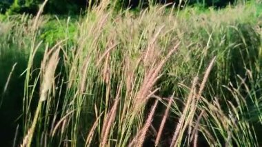 rüzgarla savrulan ve bol bol büyüyen çim, kogonot, mızrak otu ve saten kuyruk (Imperata silindiri).