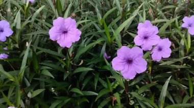 Kencana ungu ya da mor kencana (Ruellia tuberosa)