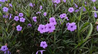 Kencana ungu ya da mor kencana (Ruellia tuberosa)