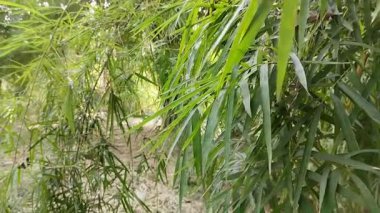Bambu yaprakları. Bambu yapraklarının faydaları sağlık, güzellik ve tarım gibi çok çeşitlidir..