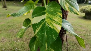Ağaçlara tırmanan Altın Pothos veya Şeytan Sarmaşığı (Epipremnum aureum)