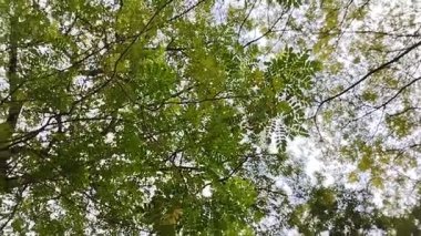 Saman Ağacı, Yağmur Ağacı, Maymun Kapsülü, Kalın yapraklı Akasya Preta. Bu ağaç gölgeleme yeteneği, karbondioksiti absorbe etmedeki rolü ve geleneksel tıptaki kullanımıyla yaygın olarak bilinir..