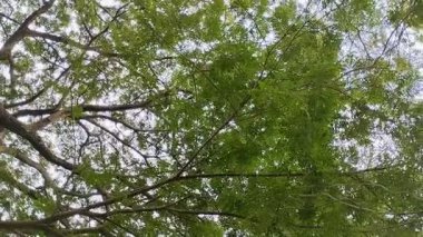 Saman Ağacı, Yağmur Ağacı, Maymun Kapsülü, Kalın yapraklı Akasya Preta. Bu ağaç gölgeleme yeteneği, karbondioksiti absorbe etmedeki rolü ve geleneksel tıptaki kullanımıyla yaygın olarak bilinir..