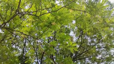 Saman Ağacı, Yağmur Ağacı, Maymun Kapsülü, Kalın yapraklı Akasya Preta. Bu ağaç gölgeleme yeteneği, karbondioksiti absorbe etmedeki rolü ve geleneksel tıptaki kullanımıyla yaygın olarak bilinir..