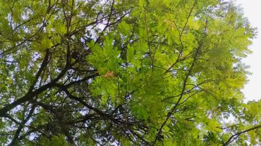 Saman Ağacı, Yağmur Ağacı, Maymun Kapsülü, Kalın yapraklı Akasya Preta. Bu ağaç gölgeleme yeteneği, karbondioksiti absorbe etmedeki rolü ve geleneksel tıptaki kullanımıyla yaygın olarak bilinir..
