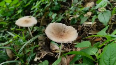 Püreli mantar (Parasola plicatilis) çimenlerin arasında yetişir.