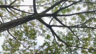 Saman Ağacı, Yağmur Ağacı, Maymun Kapsülü, Kalın yapraklı Akasya Preta. Bu ağaç gölgeleme yeteneği, karbondioksiti absorbe etmedeki rolü ve geleneksel tıptaki kullanımıyla yaygın olarak bilinir..