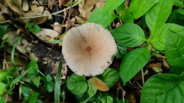 Püreli mantar (Parasola plicatilis) çimenlerin arasında yetişir.