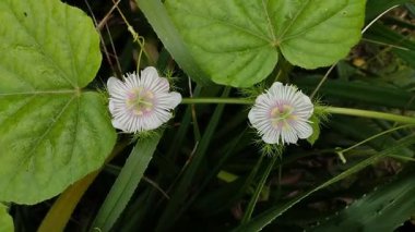 Püreli mantar (Parasola plicatilis) çimenlerin arasında yetişir.