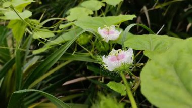 Püreli mantar (Parasola plicatilis) çimenlerin arasında yetişir.