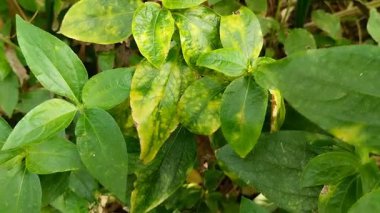 Bitki yapraklarındaki hastalığa yaprak hastalığı denir. Buna Phytophthora mantarı sebep oluyor. Phytophthora, biber bitkilerinde hastalığa ve hasara neden olabilecek bir mantar türüdür..