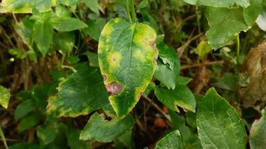 Bitki yapraklarındaki hastalığa yaprak hastalığı denir. Buna Phytophthora mantarı sebep oluyor. Phytophthora, biber bitkilerinde hastalığa ve hasara neden olabilecek bir mantar türüdür..