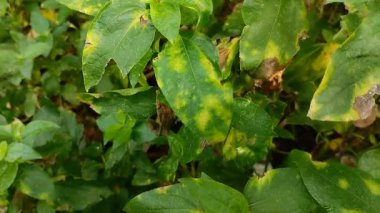 Bitki yapraklarındaki hastalığa yaprak hastalığı denir. Buna Phytophthora mantarı sebep oluyor. Phytophthora, biber bitkilerinde hastalığa ve hasara neden olabilecek bir mantar türüdür..