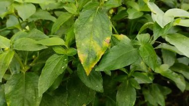 Bitki yapraklarındaki hastalığa yaprak hastalığı denir. Buna Phytophthora mantarı sebep oluyor. Phytophthora, biber bitkilerinde hastalığa ve hasara neden olabilecek bir mantar türüdür..