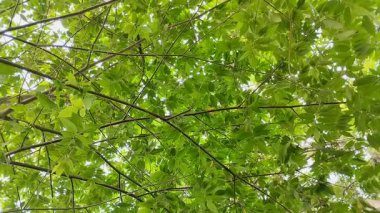 Muntingia ağacı veya Jamaika kiraz ağacı (Muntingia calabura) bol bol yetişir.