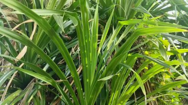 Tahiti Screwpine (Pandanus tectorius). Bu bitki tarım için önemlidir çünkü erozyonu önleyebilir..