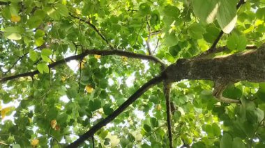 Phanera varyete ağacı (Bauhinia variegata) yemyeşil ve yapraklarla doludur..