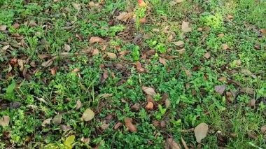 Çimlerin üzerinde kuru yapraklar. kuru yapraklar sıkıştırılabilir